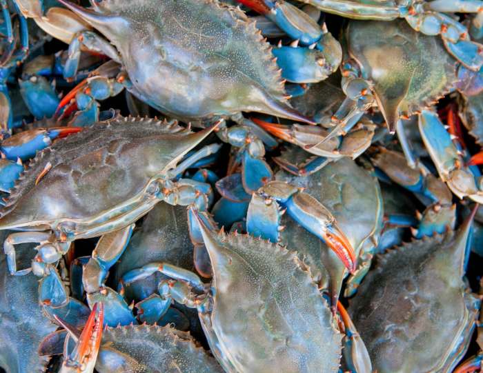 How to cook maryland style blue crabs